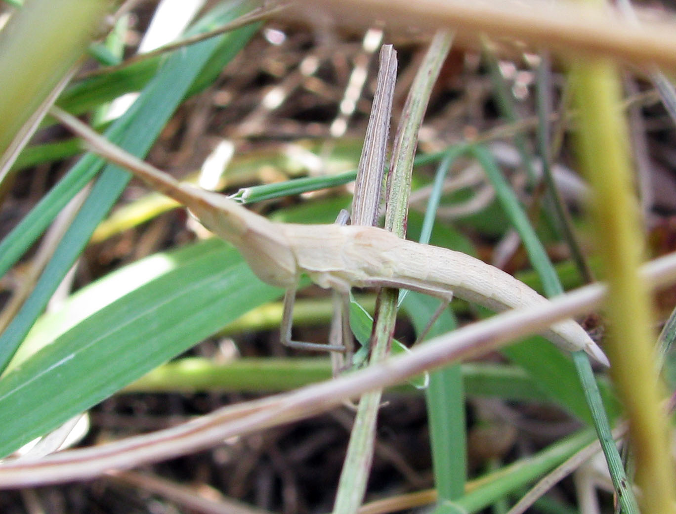 Acrida ungarica mediterranea